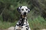 DALMATIEN 271